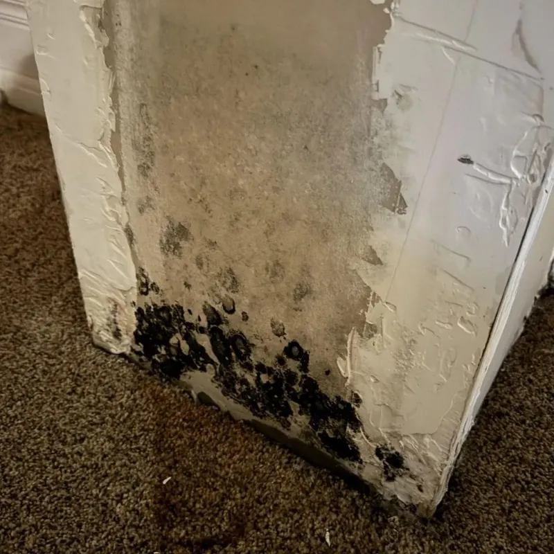 Professional Mold Removal in Montpelier, OH